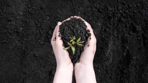 Close Up View on Sprout in Female Hands on a Background of the Black Earth World Soil Day Concept