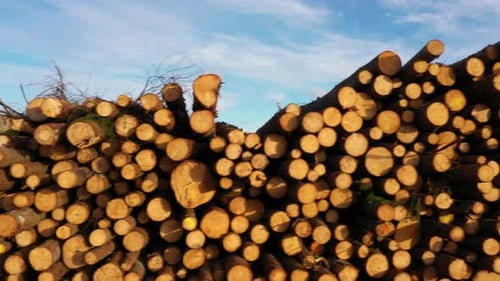 Piles of birch and pine logs cut to length on the side of the field, slide right