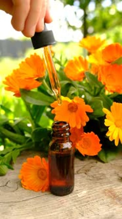 Homéopathie au calendula, plante médicinale, focus sélectif