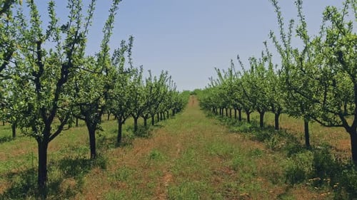 A Beautiful Idyllic Orchard Pathway Surrounded By Lush Green Trees and Vibrant Flora