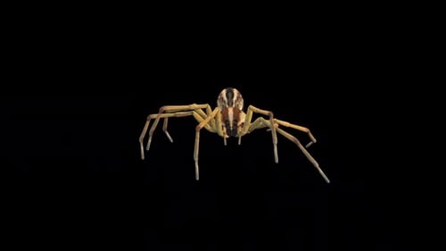 Spider Walk