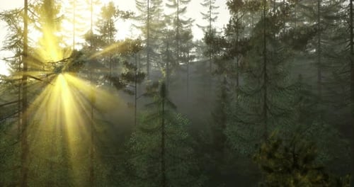 Sunlight Filters Through Tall Trees in a Serene Forest Setting