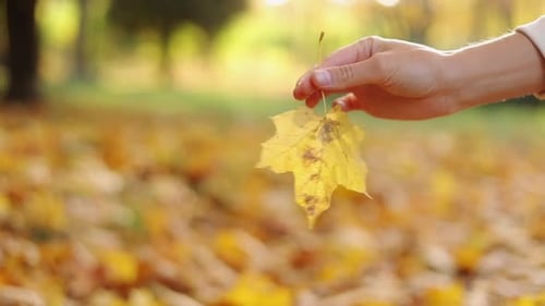 Close Up Female Hand Holds and Spins Maple Yellow Leaf Against Blurred Natural Autumn Landscape