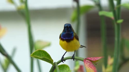 Männlicher Gartensonnenvogel (Cinnyris jugularis) sitzt auf einem Pflanzenstängel, kratzt mit den Füßen und Hopfensäge