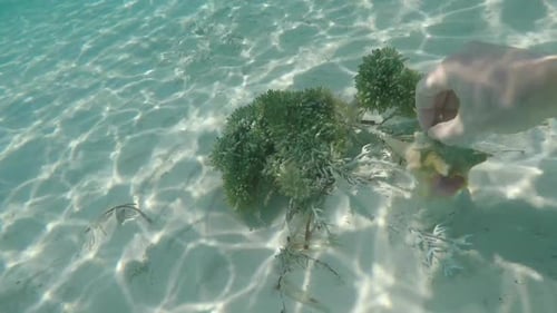 Conque à saisir en POV en GoPro Blue Ocean