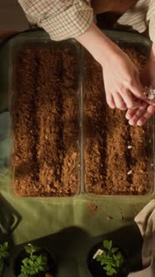 Vertical of Woman Planting Vegetable Seeds in Soil for Home Gardening