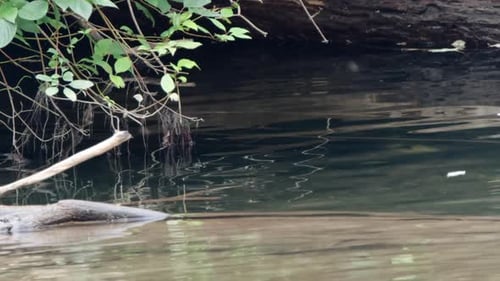 River B-Roll: Eintagsfliegeninsekten im Gegenlicht fliegen in einer ruhigen Flusslandschaft umher