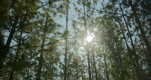 Looking up at trees in the forrest