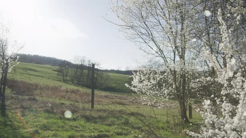 Slow Pan Into Angelic White Flurries Surrounding Beautiful Massive White Tree - Mysterious Heavenly