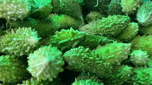 graines de courge amère ou de melon amer cultivées dans une ferme indienne
