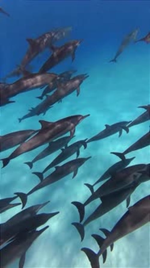 Dolphins Swimming Underwater in Ocean Waters