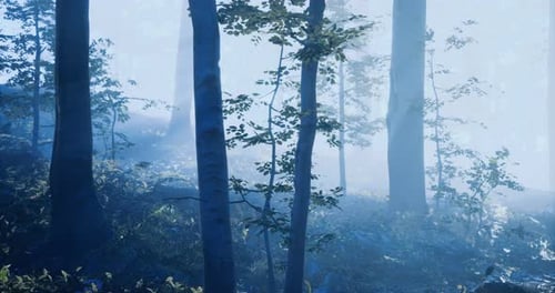 Misty Forest Landscape with Tall Trees and Gentle Light at Dawn