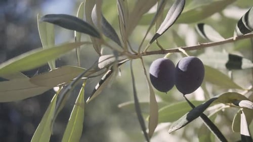 Olive branch is swaying in the wind. Ripe black olives