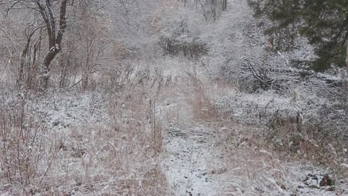Ein wunderschöner Spaziergang durch den Winterwald. Bäume, Äste und Büsche im Schnee. Überall Schnee.