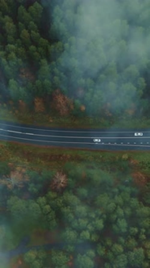 Journey Through a Misty Forest with Winding Roads and Vibrant Fall Foliage