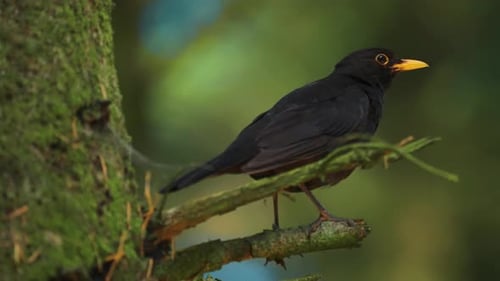 A small black bird perched on the branch of the tree.