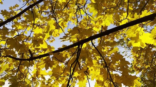 Golden Yellow Leaves Against Blue Sky in Autumn