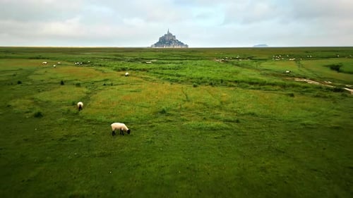 Aerial drone view of Mont-Saint-Michel in Normandy, France. Green fields with grazing sheep