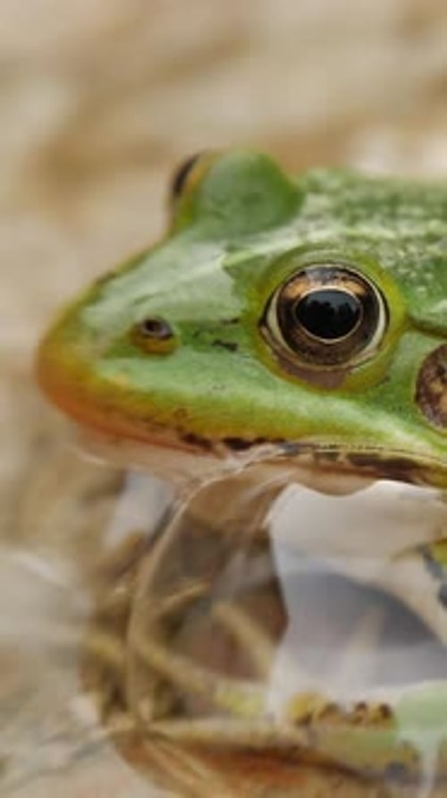 Gros plan en œil de grenouille verte reflétant la beauté naturelle, vidéo verticale