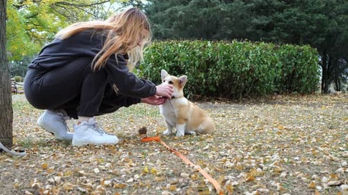 Un pequeño y feliz Corgi galés paseando por el parque. El Corgi es un perro real.