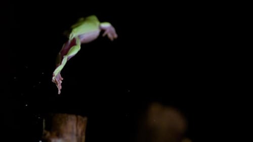 Tree frog jumping from branch to branch slow motion