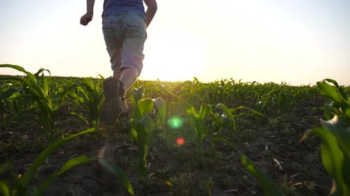Criança feliz correndo com as mãos levantadas como avião pelo campo de milho, garotinho correndo sobre o verde