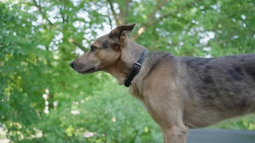 A Dog Stands on a Terrace and Watches Quietly