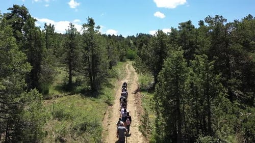 Group Of People Hiking On Forest Path With Aerial Shot