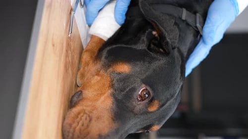A Closeup of a Purebred Dog in a Veterinary Clinic