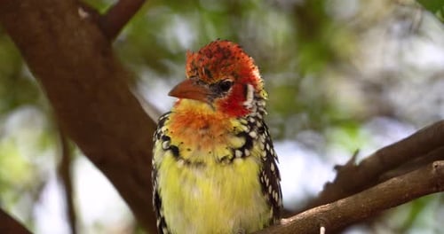 Close-up of a colorful bird on a tree branch that chirps and looks around.
