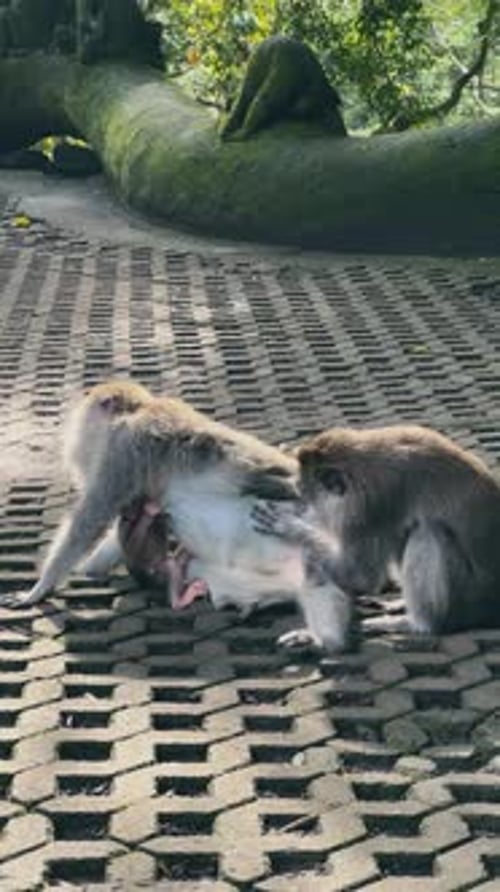 Makaken auf der Suche nach Flöhen bei entspannter Mutter mit Baby auf dem Bauch im Affenwald, Ubud, Bali, Indonesien