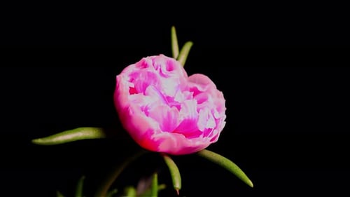 Top View Growing Red Bud Tulip Flower 4K