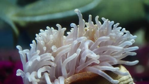 Delicate Sea Anemone Tentacles in Soft Focus Captured Closeup Underwater As They Ripple and Sway