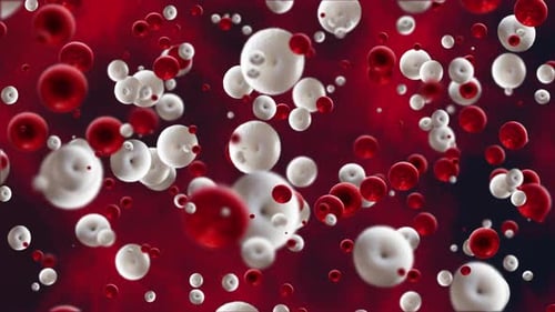 White And Red Blood Cell In The Vein Microscopic View, Red Blood Cell And White Blood Cell Animation