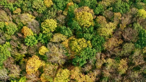 Amazing scenery at autumn. Beautiful forest at fall. View from above on colorful trees.