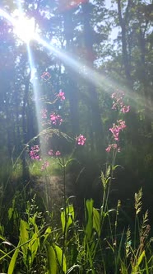 Fleurs roses, feuilles vertes éclairées par un soleil éclatant, forêt printanière par une journée ensoleillée, verticale