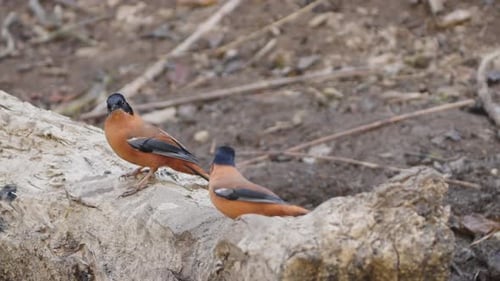 Rufous Treepie Birds Perched on a Branch