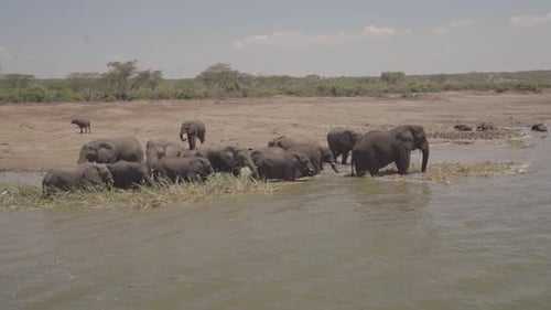He oído hablar de elefantes bañándose en un río en el desierto de África. Entorno natural. Safari.