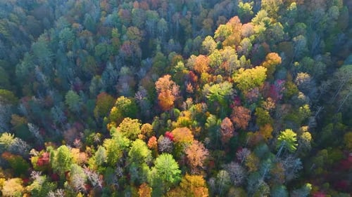 View From Above of Colorful Woods with Yellow and Orange Canopies in Autumn Forest on Sunny Day