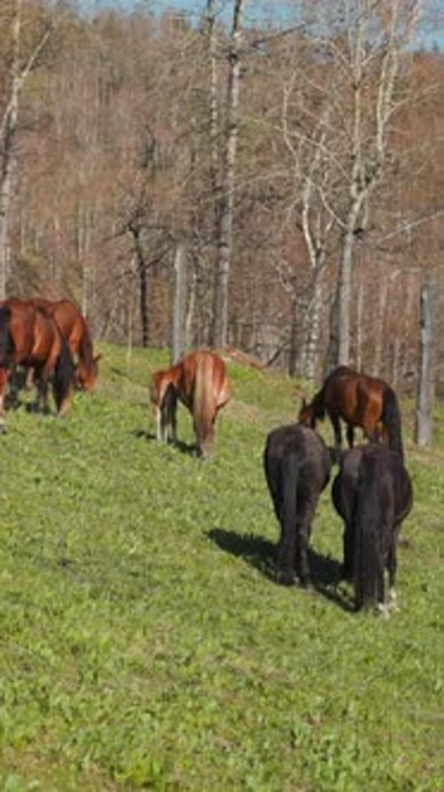 Horses Herd with Small Foals Eats Lush Grass on Sloppy Field