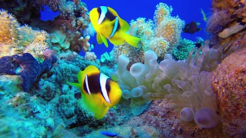 Underwater Sea Clownfish