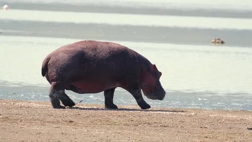 Side view of a huge hippopotamus walking along the shore near a pond