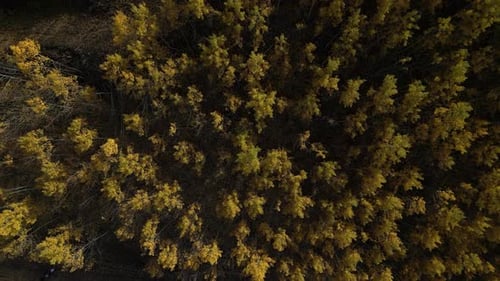 A Large Forest and Mountain Landscape Full of Poplar Trees