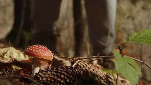 Close Up of a Small Fly Agaric Plucked By a Mushroom Picker in an Autumn Forest