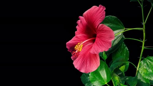 Pink Hibiscus Opens Big Flower in Time Lapse. Blooming Red Plant on a Black Background