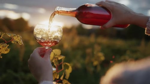 Der Winzer gießt Rotwein in ein Glas und steht im Weinberg, wo die Sonne schön langsam scheint
