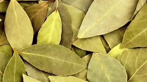 Dried Bay Leaves Close Up Zoom In