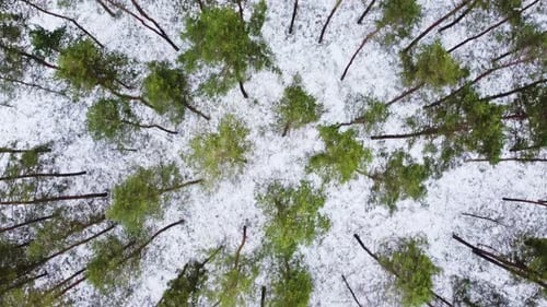 Winter aerial downwards view over the snowy forest with green pine tree top