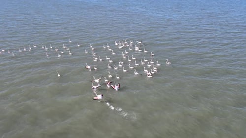 Flamingo Birds Drone