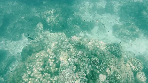 A Large Turtle Swims Among the Scenic Reef Underwater World of Maldives Islands the Sun's Rays